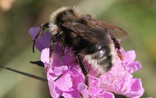 Bombus sp.